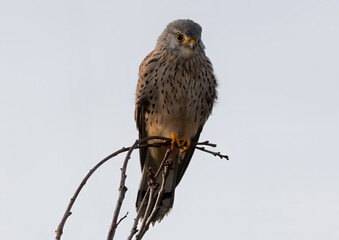 Common kestrel perched on a tree branch under a cloudy sky