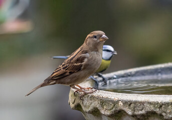 House sparrow and a blue tit bird perched on a birdbath