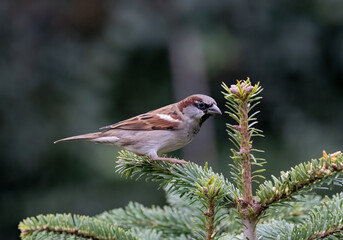 House sparrow perched on a pine branch beside foliage