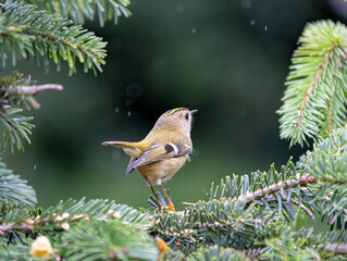 Small Yellow-headed Kinglet perched on a snow-covered pine branch
