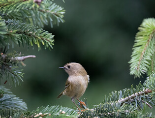 Small Yellow-headed Kinglet perched on a snow-covered pine branch