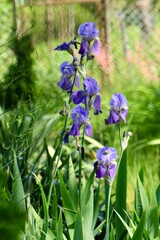 Irysy kwitnace na niebiesko ogrodowe kwiaty. Niebieskie kwiety na zielonym tle. Ogród, działka.  © ICON