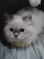 cute fluffy white persian cat 