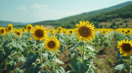 A sunflower field stretching to the horizon. --ar 16:9 Job ID: 22149b3f-5cd1-4542-9e1c-bdc6fcde7154
