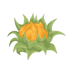 Illustration of sunflower 