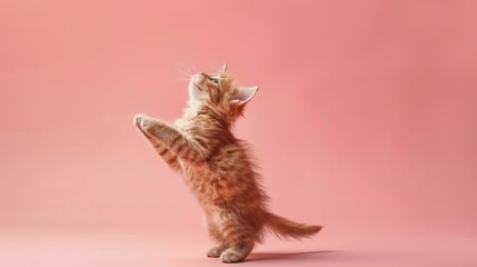 A kitten is standing on its hind legs and playing with a toy