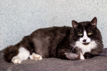 A photo of a small Felidae cat with green eyes