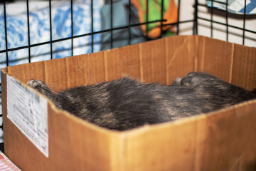 Calico Cat resting in a shipping box with whiskers and fur