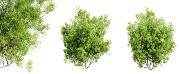 Red Shanks - Adenostoma sparsifolium Ribbonwood tree isolated on transparent background with selective focus close-up. 3D render.