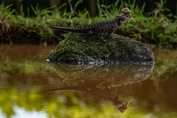 Chinese crocodile lizard with a snail on its head standing on a mossy rock in the river