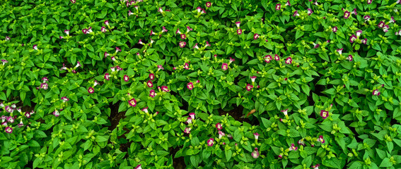 Blue Hawaiian Flower.