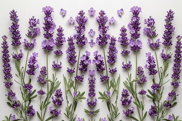 A white background with lavender flowers drawn over it