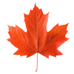 Obraz premium A leaf of a maple tree is shown in full color. The leaf is orange and has a shiny appearance
