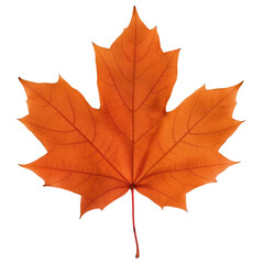 Fototapeta premium A leaf of a tree is shown in full color. The leaf is orange and has a pointed tip.