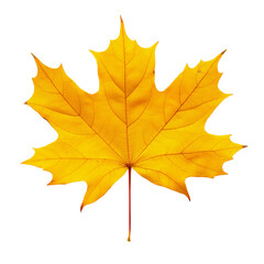 Fototapeta premium A yellow leaf with a stem is shown on a white background. The leaf is the main focus of the image, and it is a maple leaf