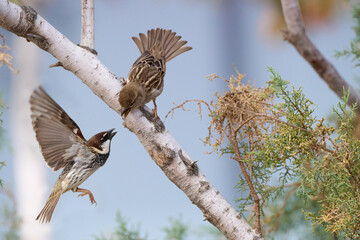 Weidensperling (Passer hispaniolensis) Paar bei der Balz, fliegendes Männchen wirbt um das auf...