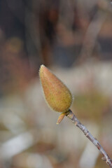 Magnolia Genie flower bud
