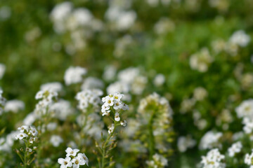 Chamois cress flowers