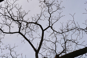 Eastern black walnut branches against the sky