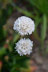 Great thrift flowers