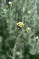 Italian everlasting flower buds