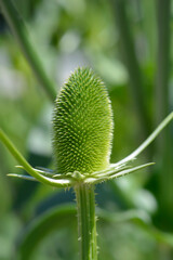Fullers teasel flower bud