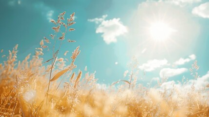 Golden wheat field under sunny blue sky with lens flare