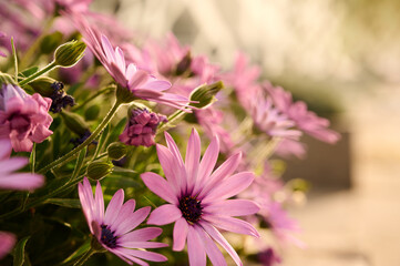 Purple Daises macro flower bush