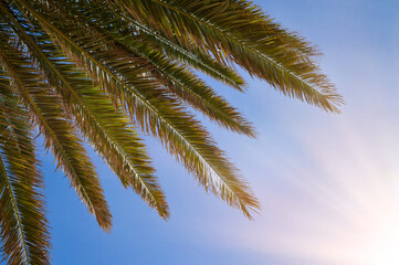Blue sky and a palm with sunshine, view from underneath