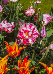 Exotic varieties of colorful tulips. Flowers for gardens, parks