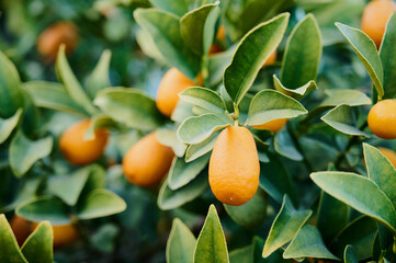 Kumquat growing on a branch in the garden