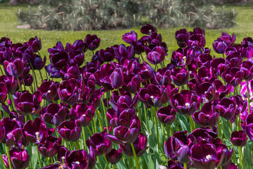 Dark purple tulips in the park. Spring landscape