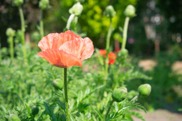 Blooming red poppy flower in the green meadow. Outdoor summer photography