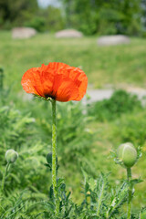 Blooming red poppy flower in the green meadow. Outdoor summer photography