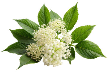 Elderberry with leaves and flowers