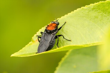 Muchówka siodłówka czerwonogrzbieta na na liściu. Zielone tło