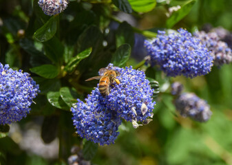 A bee pollinates California lilac (ceanothus) flowers