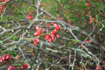 Flowering chenomeles californica in the botanical garden, red flowers, Japanese quince