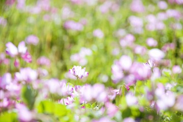 一斉に咲く蓮華草