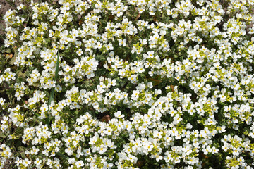 Arabis alpina. White arabis caucasica flowers growing in the garden. Mountain rockcress or alpine rock cress