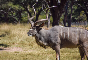 Male kudu antelope in Zimbabwe