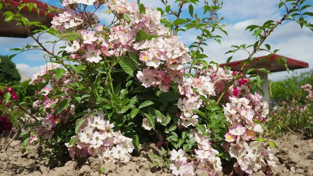 A rose is either a woody perennial flowering plant of genus Rosa. White pink, crimson and magenta double roses grow as a bush in park. Bush simple non-double small-flowered with many buds.