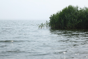 View of the lake with the grass in the foggy morning