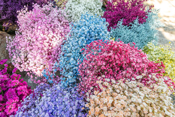 Bouquets de gypsophile de différentes couleurs.