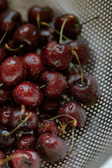 Freshly washed cherries glisten with the promise of summer's sweetness