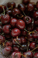 Freshly washed cherries glisten with the promise of summer's sweetness