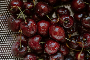Freshly washed cherries glisten with the promise of summer's sweetness