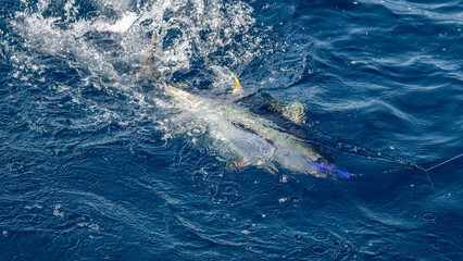 Fototapeta premium Close-up of a person catching a fish in the ocean