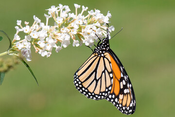 a single butterfly resting on a plant with some green in the background