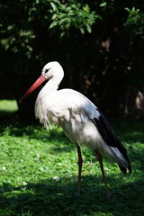 White stork in a grassy area surrounded by trees